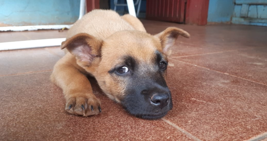 Cachorrinho de estimação está desaparecido na região de Boa Vista da Aparecida