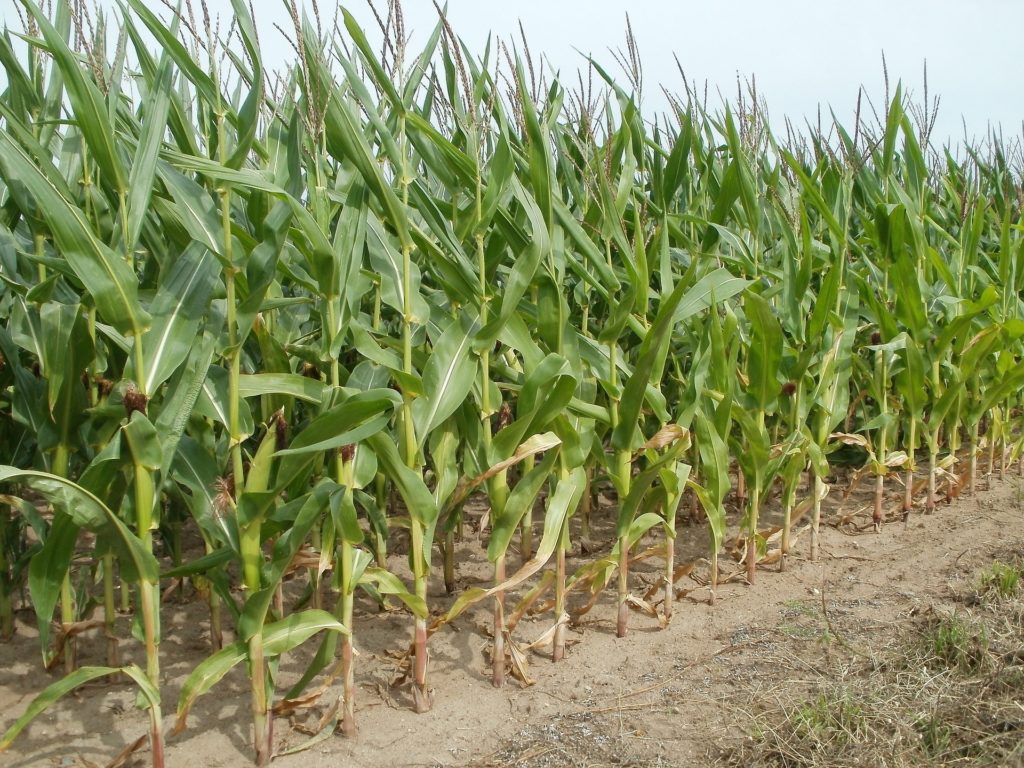 Criminosos invadem propriedade rural e furtam mais de 2 mil espigas de milho