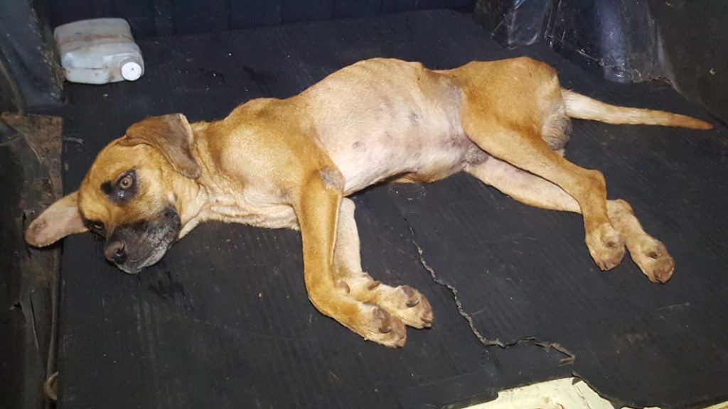 Suposto abuso contra cachorro: boletim de ocorrência é registrado e denúncia apurada pela polícia