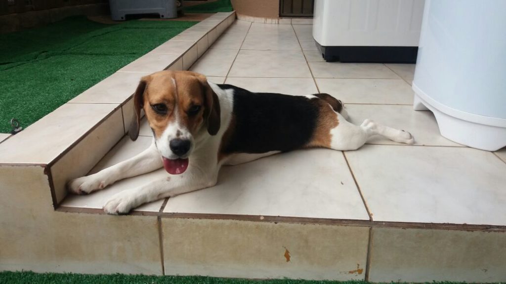 Cachorro desapareceu no Loteamento Barcelona