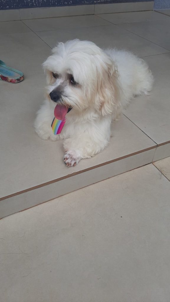Cachorro é encontrado na região norte de Cascavel