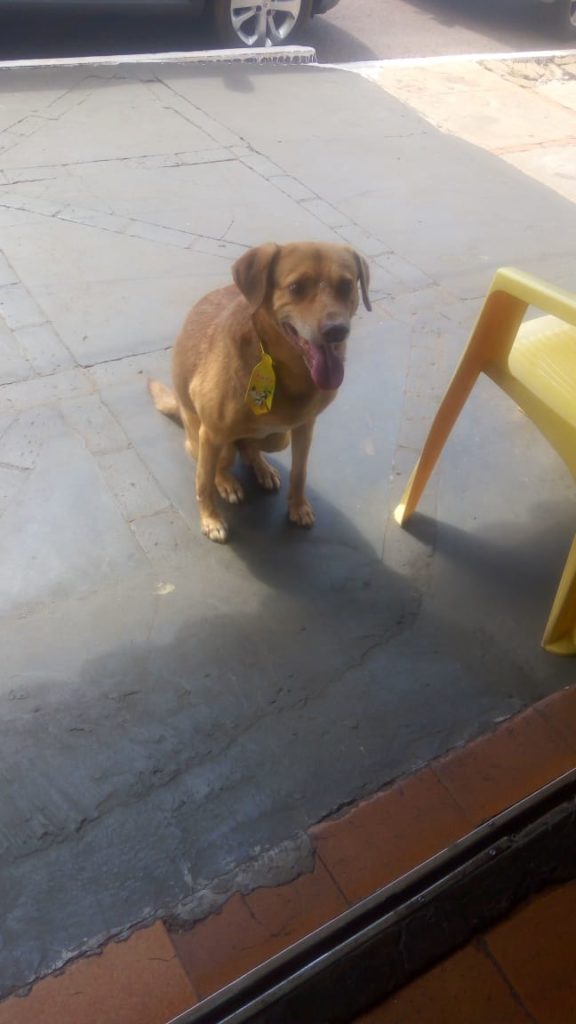 Cachorro é encontrado na Avenida Carlos Gomes