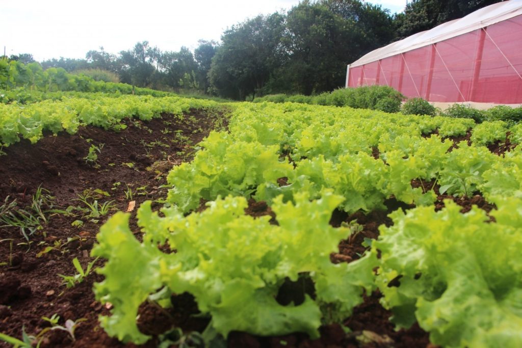 Município prevê aquisição de R$ 1 milhão em alimentos da agricultura familiar