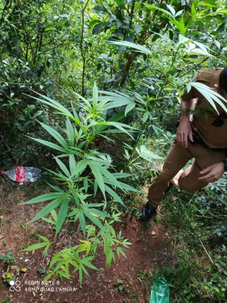 Polícia Militar de Ampére localiza pés de maconha