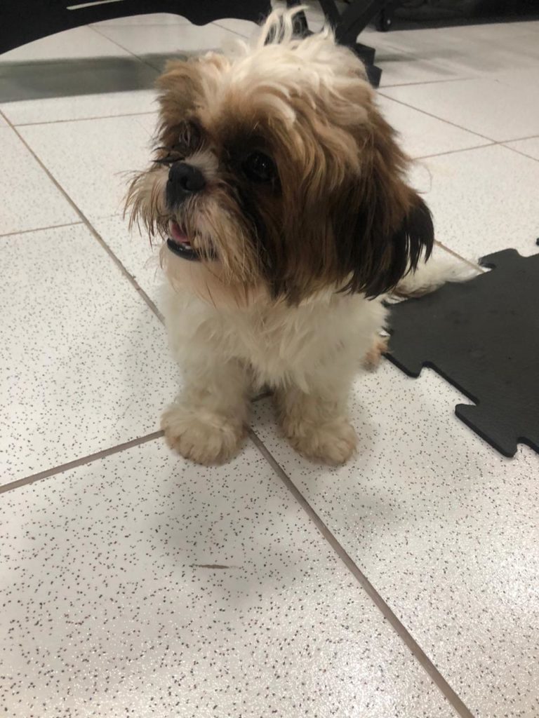 Cachorro é encontrado na Rua Recife