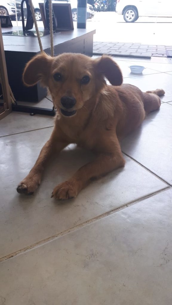 Cachorrinha é encontrada na Rua Paraná