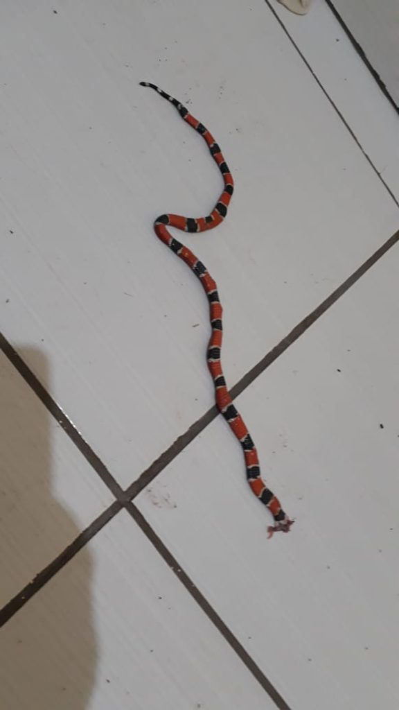 Moradores do Montreal relatam constante aparecimento de cobras