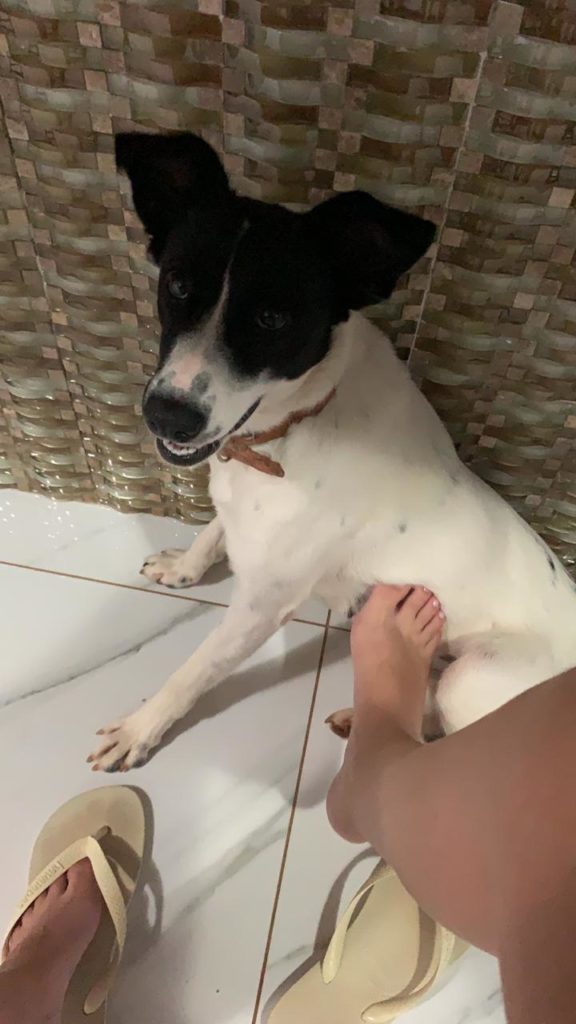Cachorra ‘Fita’ desapareceu no Maria Luíza