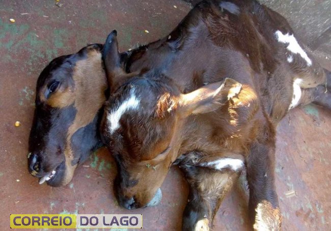 Bezerro com duas cabeças nasce em propriedade de Marechal Cândido Rondon