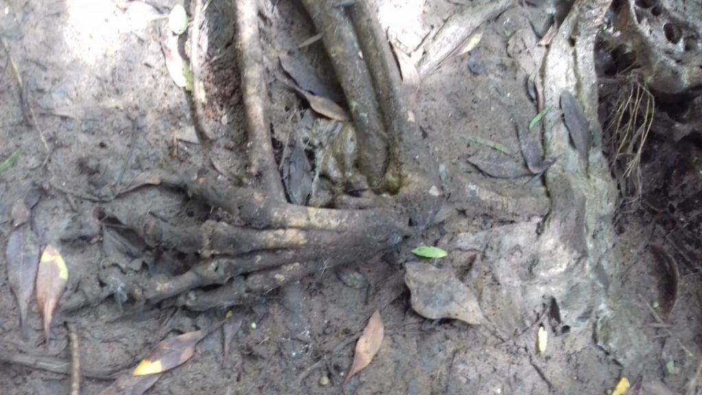 Ossada ‘macabra’ é encontrada em Araucária; moradores dizem ser Lobisomem