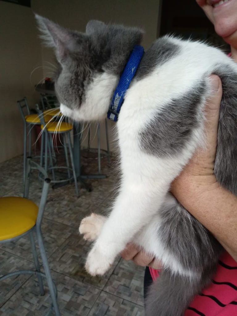 Gato é encontrado na Rua Engenheiro Rebouças
