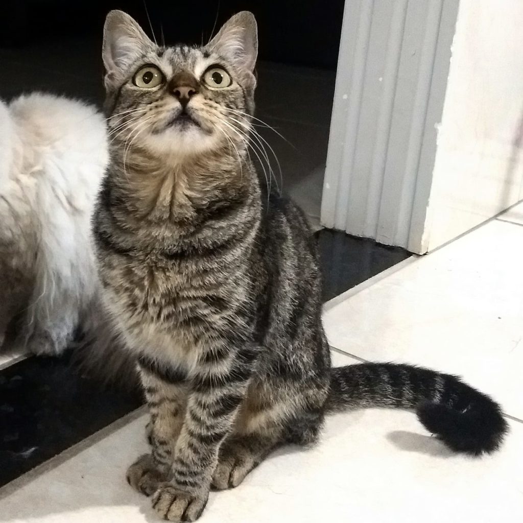 Gata ‘tinala’ está desaparecida na região do Bairro XIV de Novembro