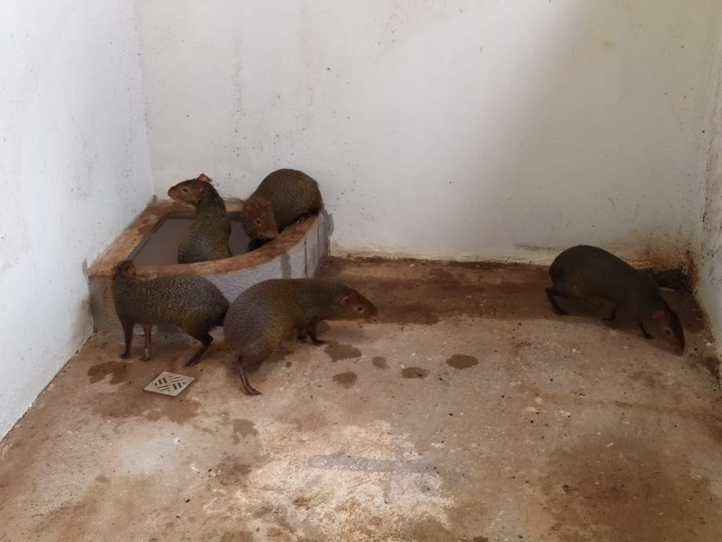 Polícia Ambiental localiza animais silvestres em cativeiro, em Toledo
