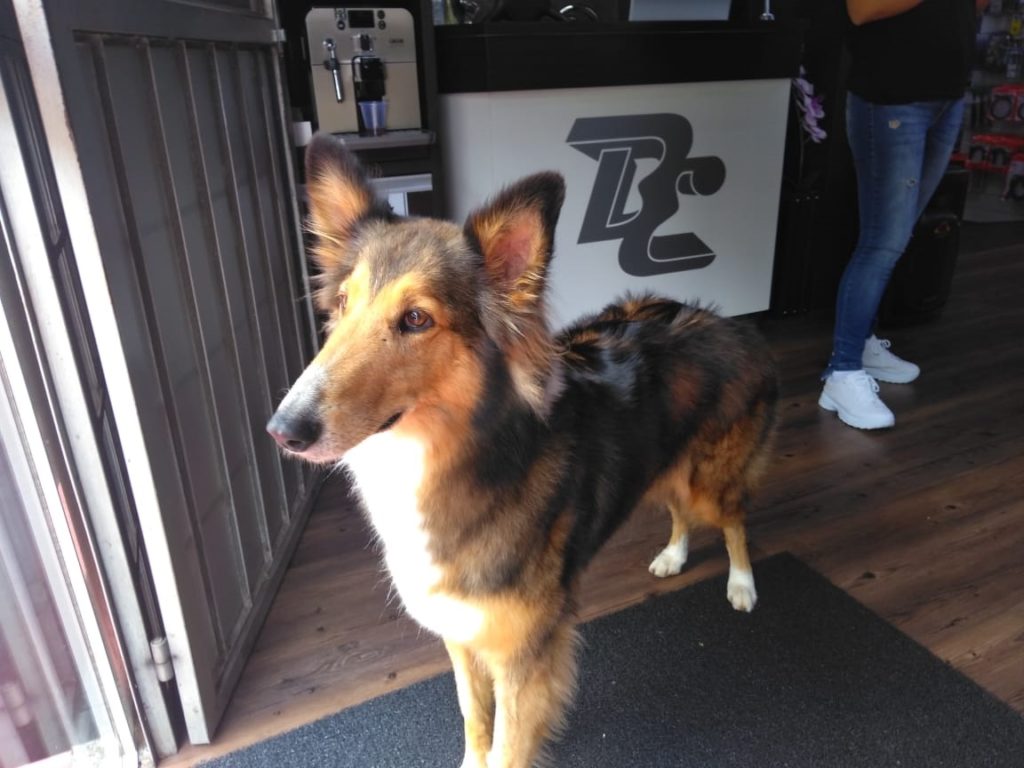 Cachorrinha foi encontrada na Rua Vitória, na região do Ciro Nardi
