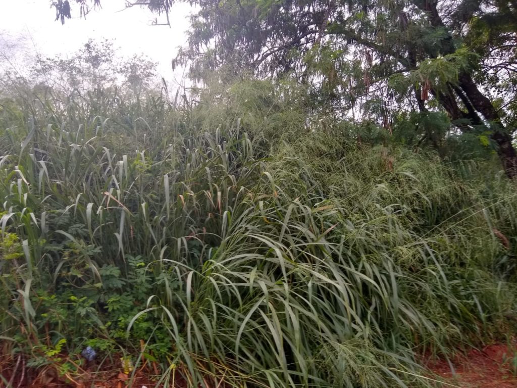 Morador reclama de mato alto em terreno no Universitário