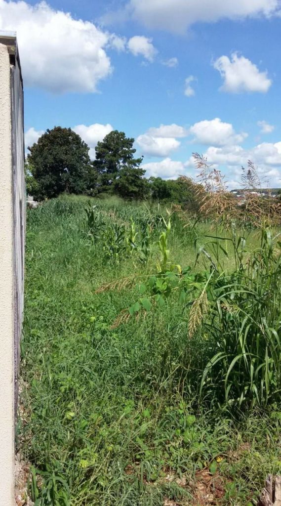 Brasília: moradores reclamam de lote com mato alto