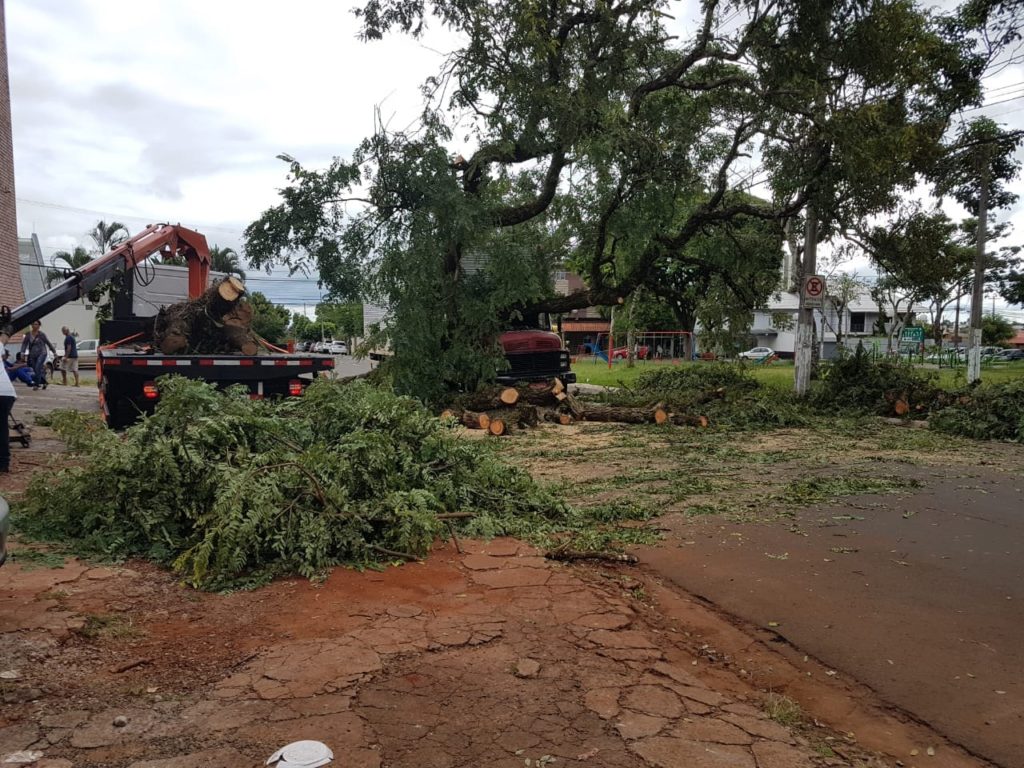 Árvore cai sobre caminhão em Londrina
