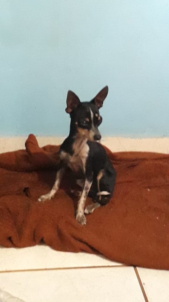 Cachorro é encontrado no XIV de Novembro