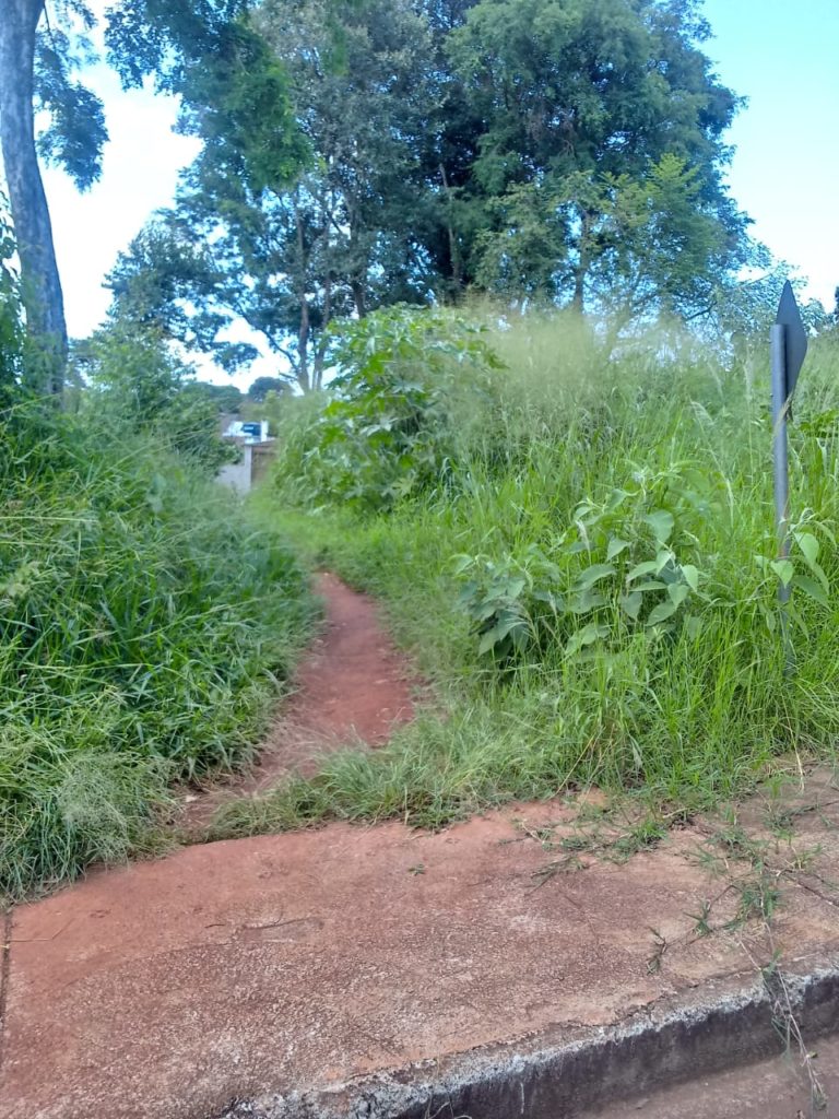 Mãe está preocupada com mato em terreno próximo de Escola