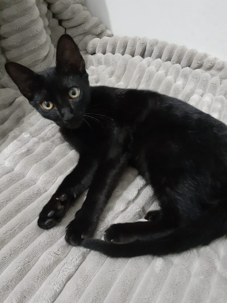 Gata desapareceu no Bairro Pioneiros Catarinenses