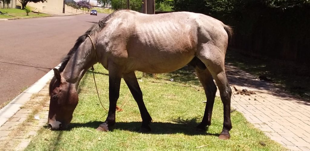 Moradora relata que cavalo está desde cedo amarrado e sem água