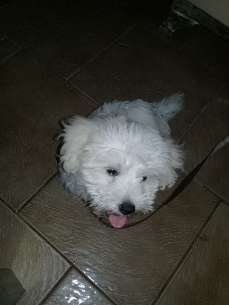 Cachorro ‘Loopy’ desapareceu no Presidente