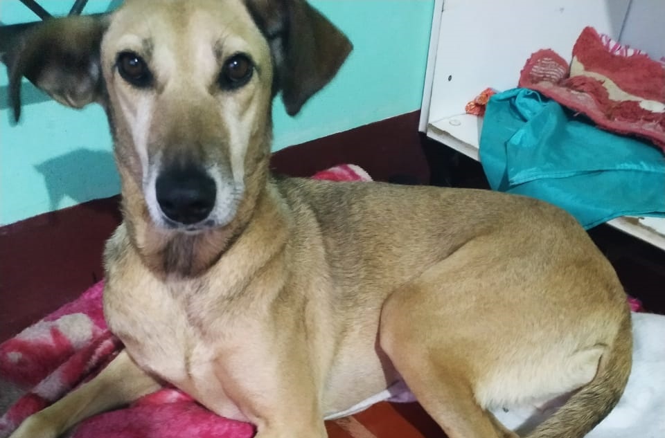 Cadela ‘Princesa’ desapareceu de residência no Bairro Neva Imagem referente a Cadela ‘Princesa’ desapareceu de residência no Bairro Neva