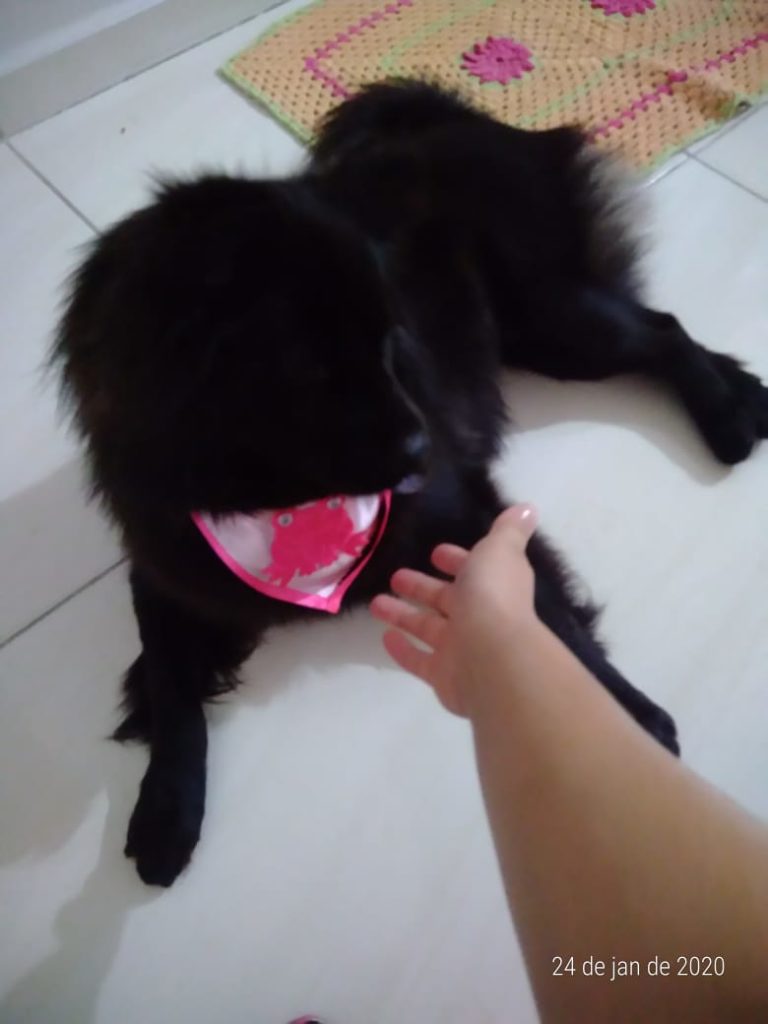 Cadelinha ‘chow chow’ desapareceu no Santa Felicidade