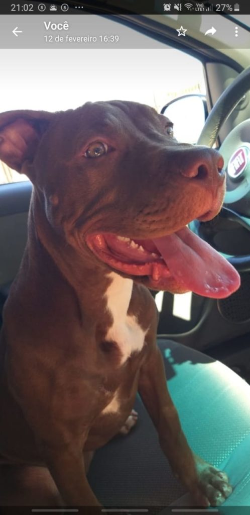 Mulher procura por pitbull que sumiu no Bairro Interlagos