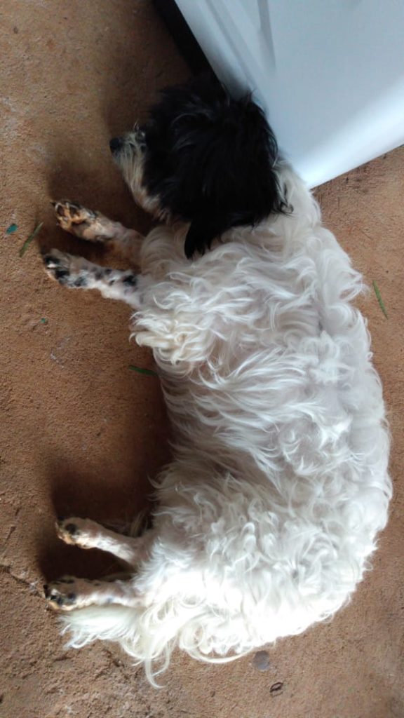 Cachorrinha é encontrada no Bairro Quebec