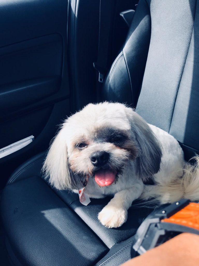 Cachorro desapareceu no Bairro Jardim Colmeia