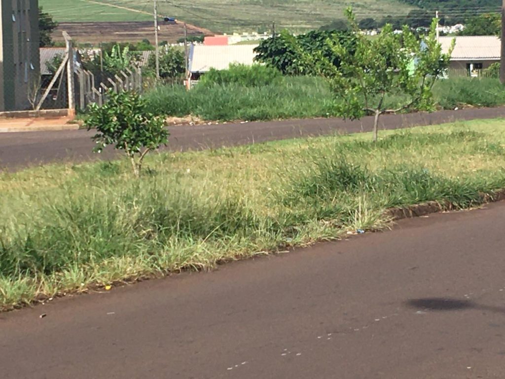 Morador reclama de grama de canteiro da Rua Romário Correia de Oliveira