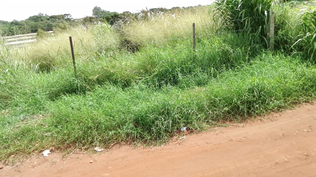 Moradora reclama da falta de cuidados em terreno na região do Jardim Tarumã Moradora reclama da falta de cuidados em terreno na região do Jardim Tarumã
