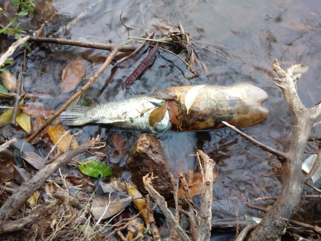 Lago Municipal: internauta encontra lixo na margem chama a atenção por mais limpeza Lago Municipal: internauta encontra lixo na margem chama a atenção por mais limpeza