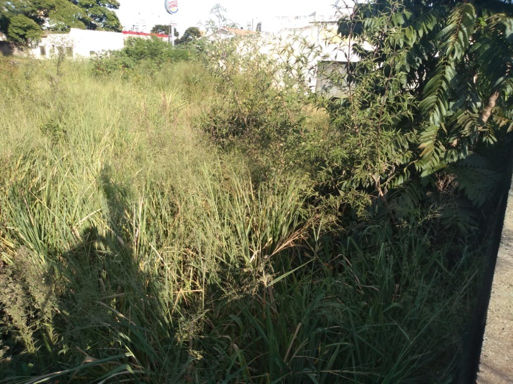 Mato alto: morador cobra por roçagem e limpeza de terreno, no Centro Mato alto: morador cobra por roçagem e limpeza de terreno, no Centro