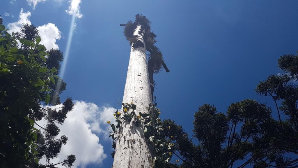 Bombeiros fazem vistoria em árvores que oferecem risco, no Jardim Melissa Bombeiros fazem vistoria em árvores que oferecem risco, no Jardim Melissa