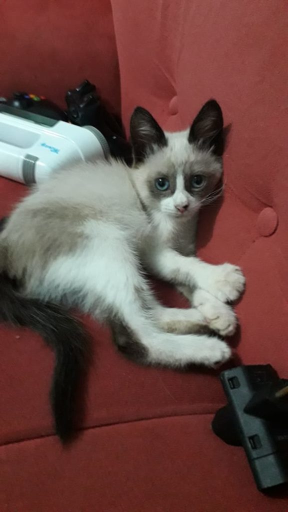 Nico está desaparecido no Bairro Brasília