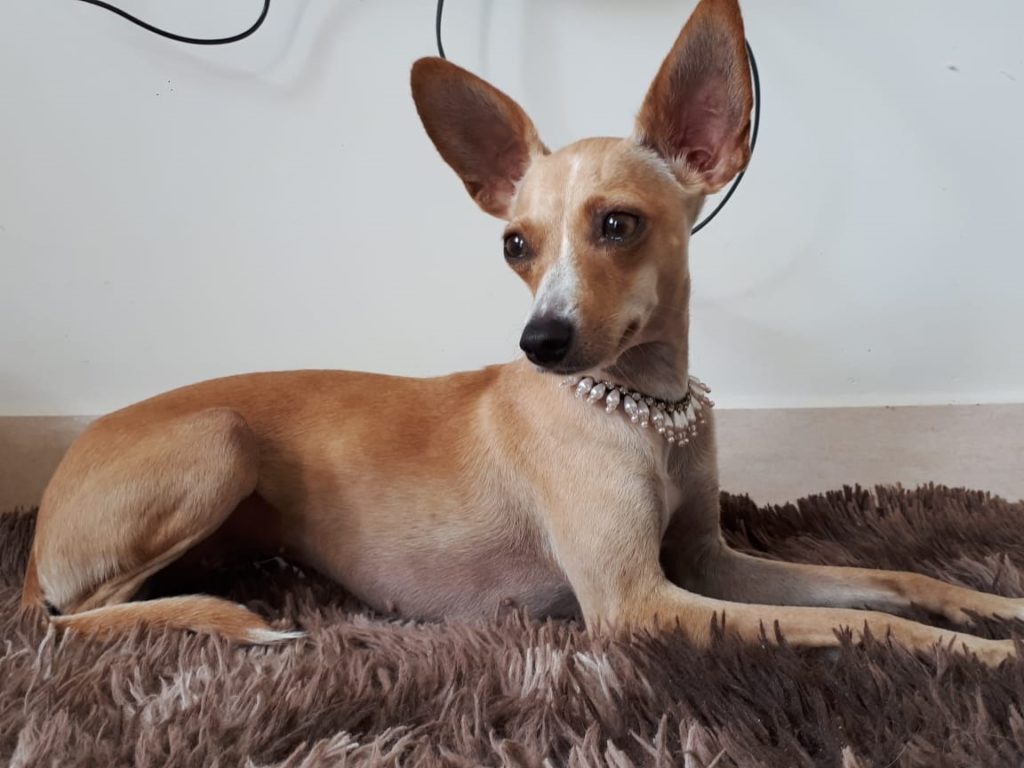 Mulher procura por cachorra que desapareceu na Rua Café Filho