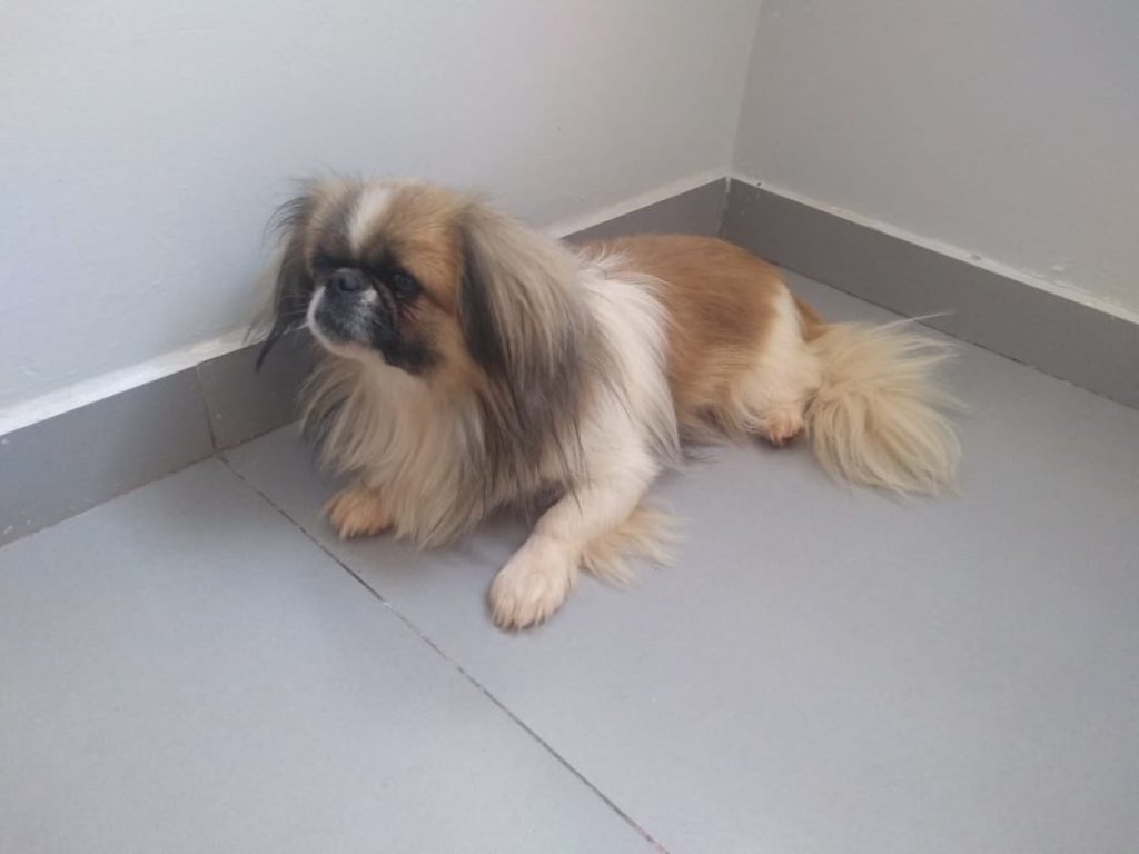 Cachorrinho é encontrado na Rua Jorge Lacerda e acolhido por moradora