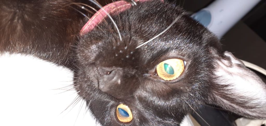 Internauta procura por gata que sumiu no Bairro Esmeralda