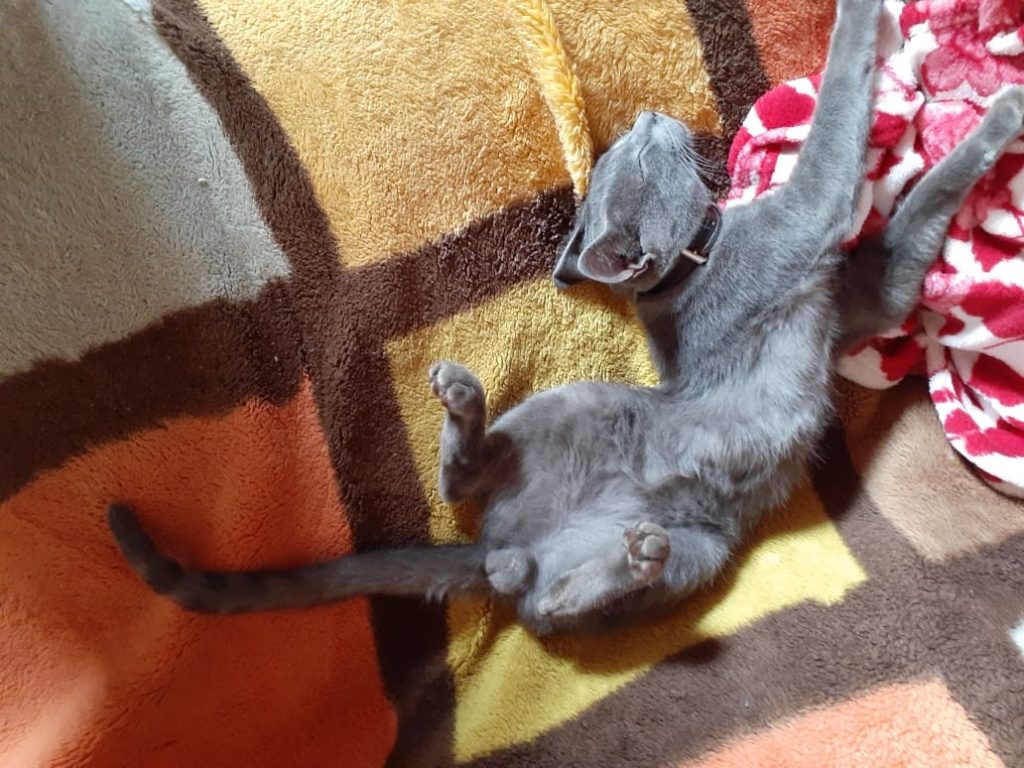 Gatinho sumiu do Bairro Interlagos