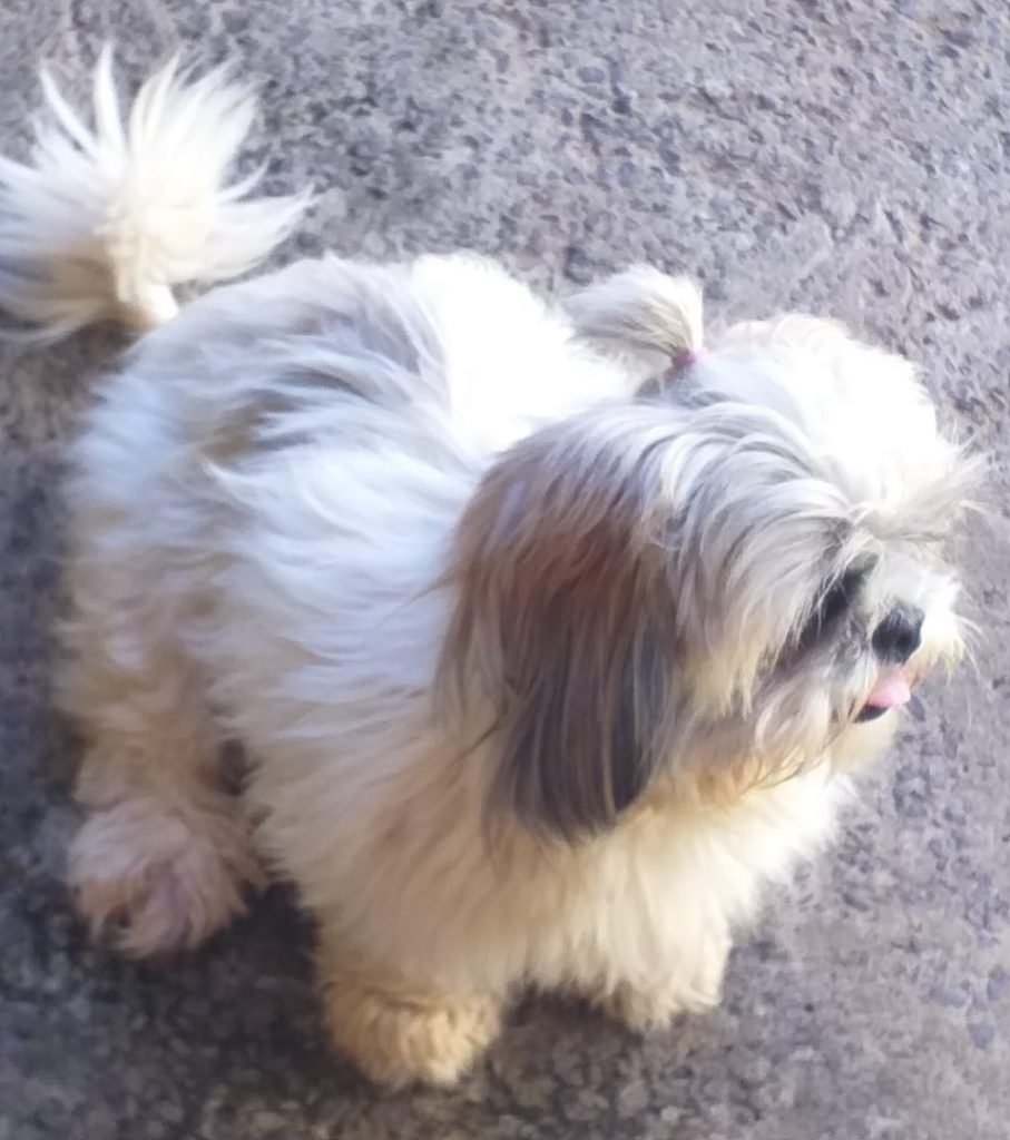 Cachorrinha foi encontrada nas proximidades da Univel