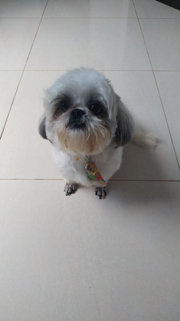 Homem procura por cachorro que sumiu no Montreal