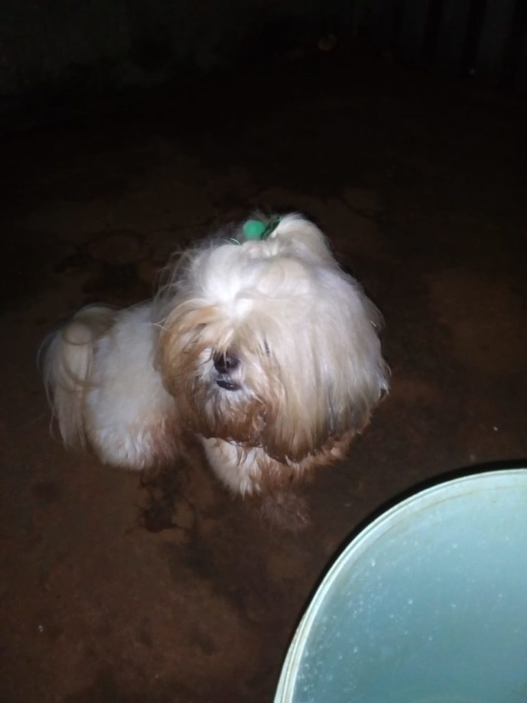 Cão é encontrado perto de centro comunitário do Bairro Country Cão é encontrado perto de centro comunitário do Bairro Country