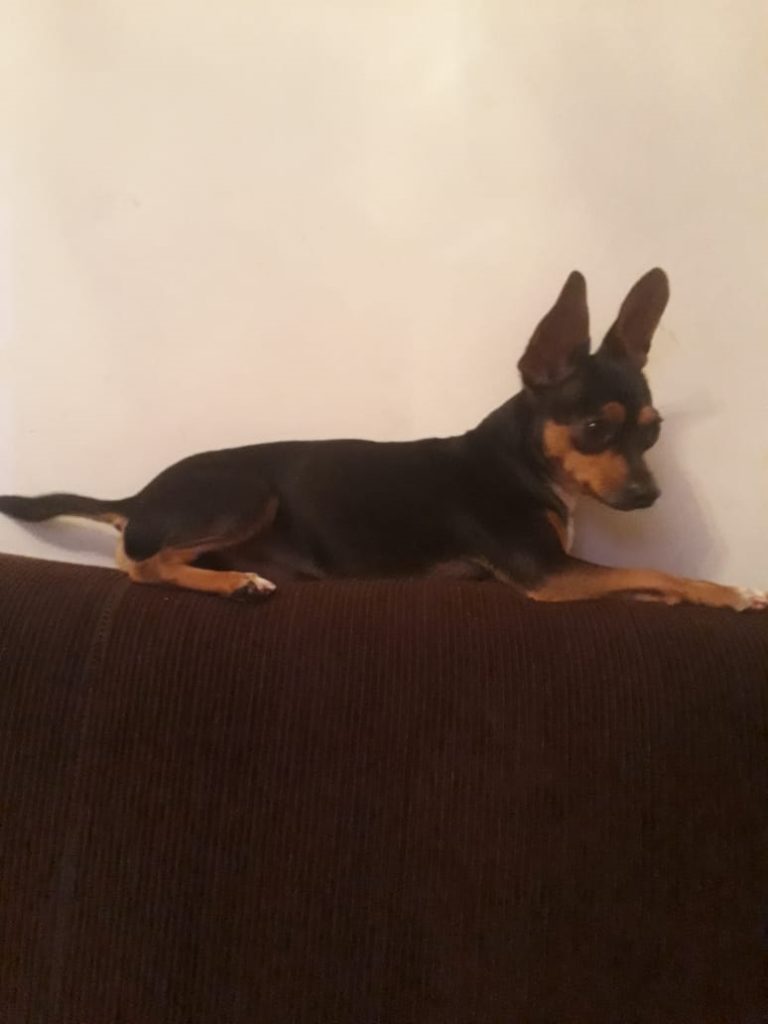 Cãozinho desapareceu na região do Bairro Periolo