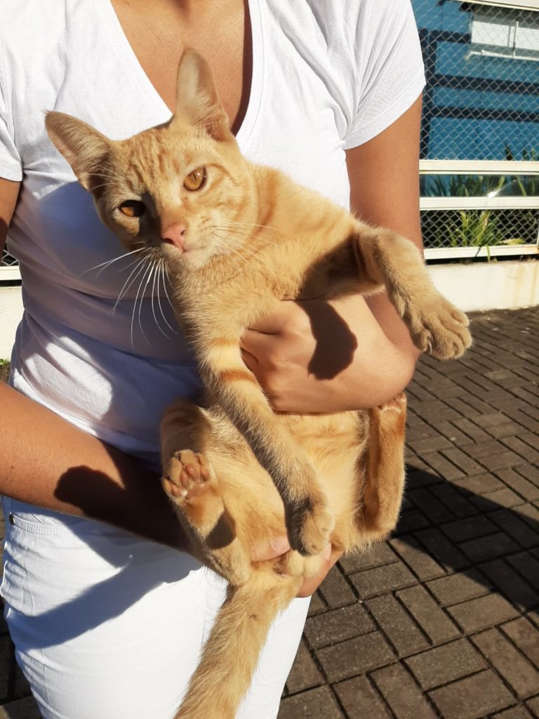 Gato é localizado no Bairro Alto Alegre