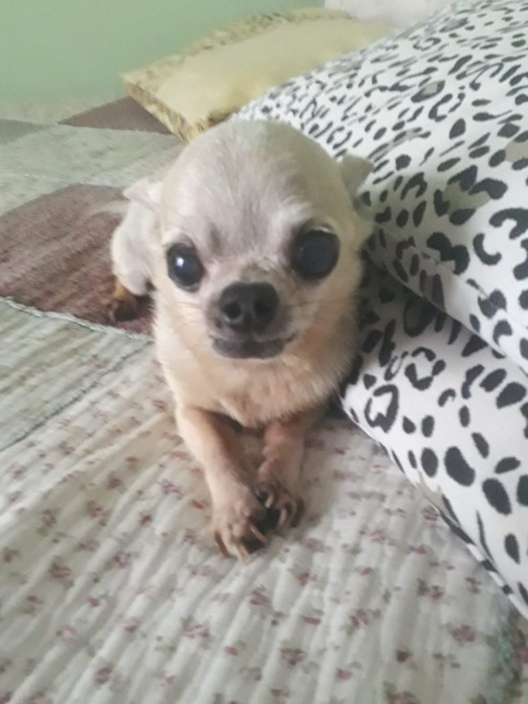 Cãozinho desapareceu na região do Bairro Esmeralda