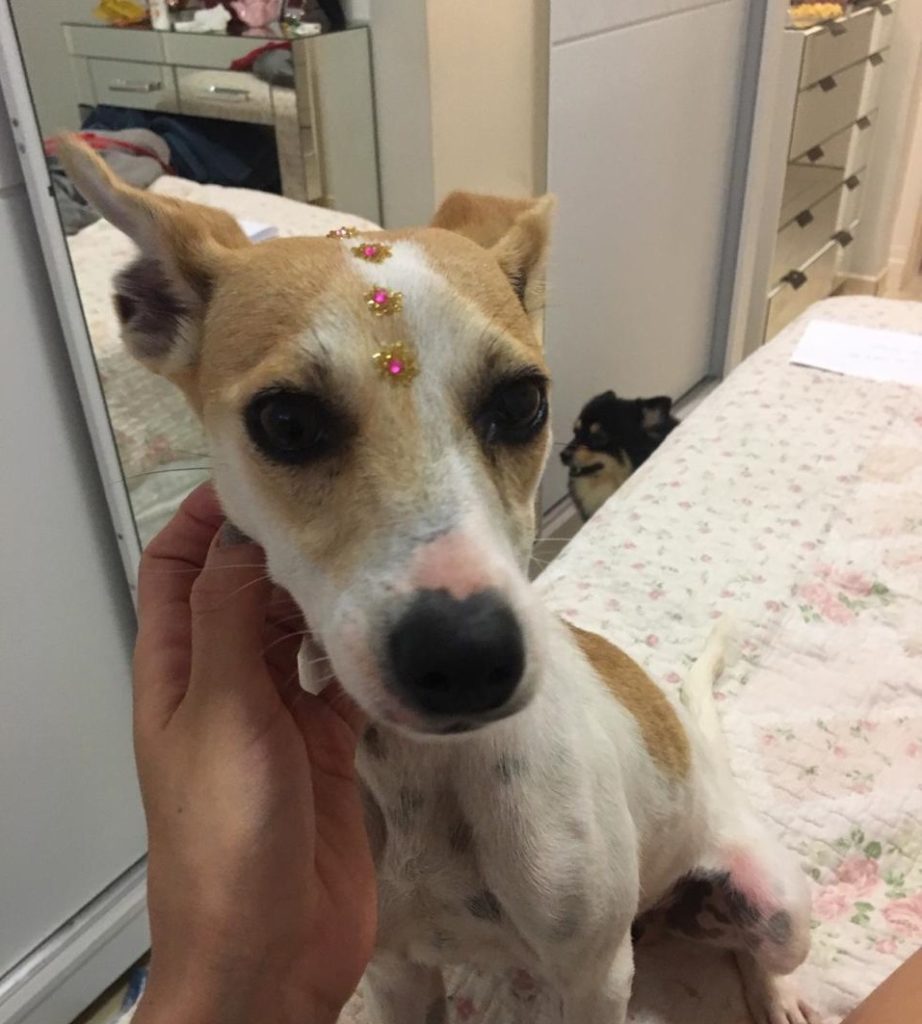 Cachorrinha encontrada precisa de um lar