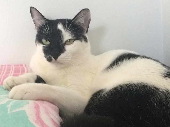 Gatinha desapareceu de residência no Bairro Alto Alegre Imagem referente a Gatinha desapareceu de residência no Bairro Alto Alegre