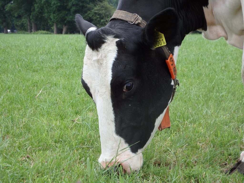 Vaca holandesa é furtada em sítio de São Pedro do Iguaçu